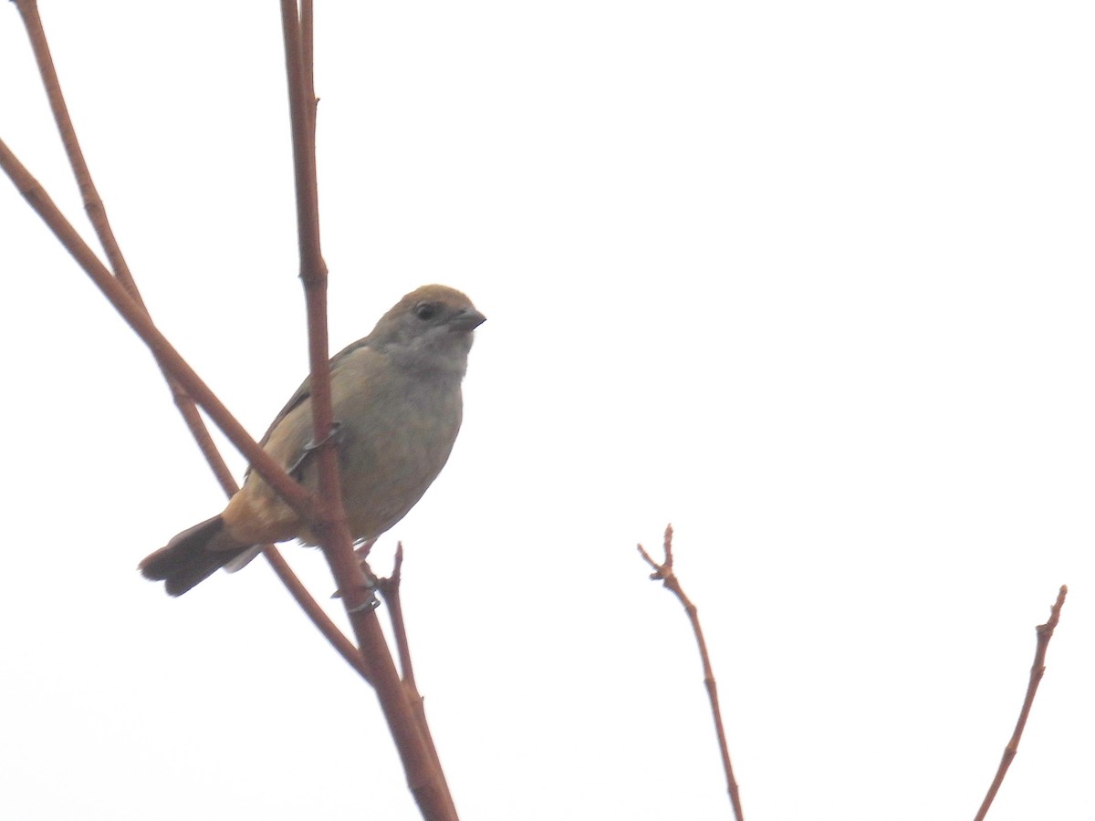 Burnished-buff Tanager (Stripe-bellied) - ML615355895