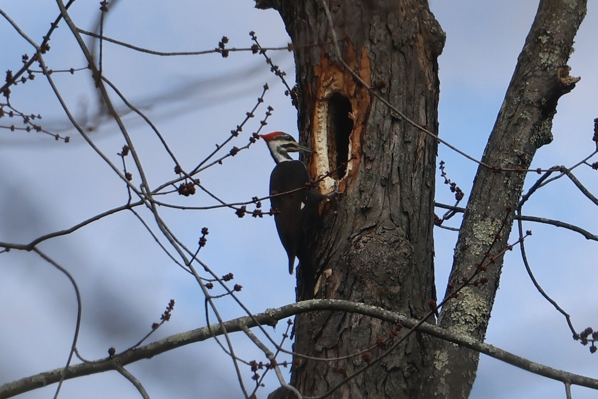 Pileated Woodpecker - Daniel Morton