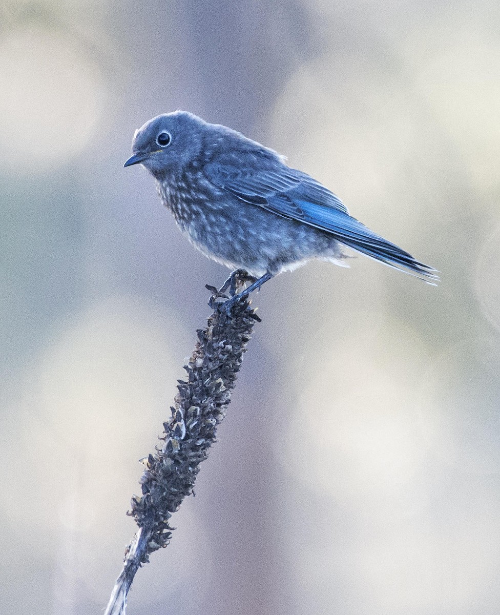 Mountain Bluebird - ML615356008