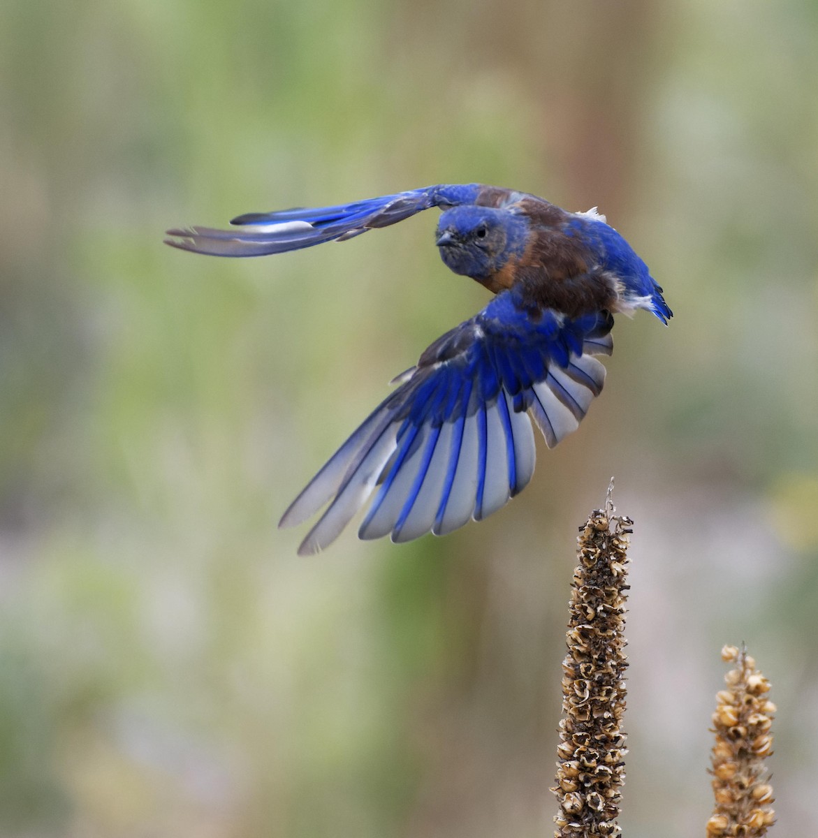 Western Bluebird - ML615356010