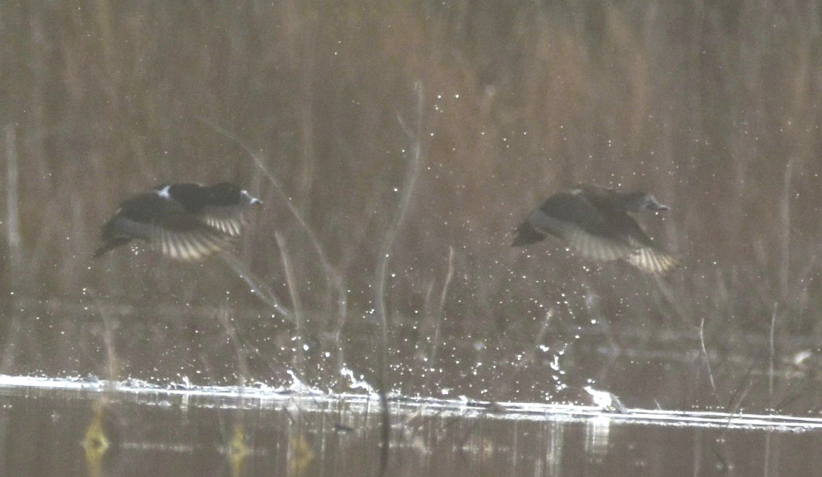 Ring-necked Duck - ML615356049