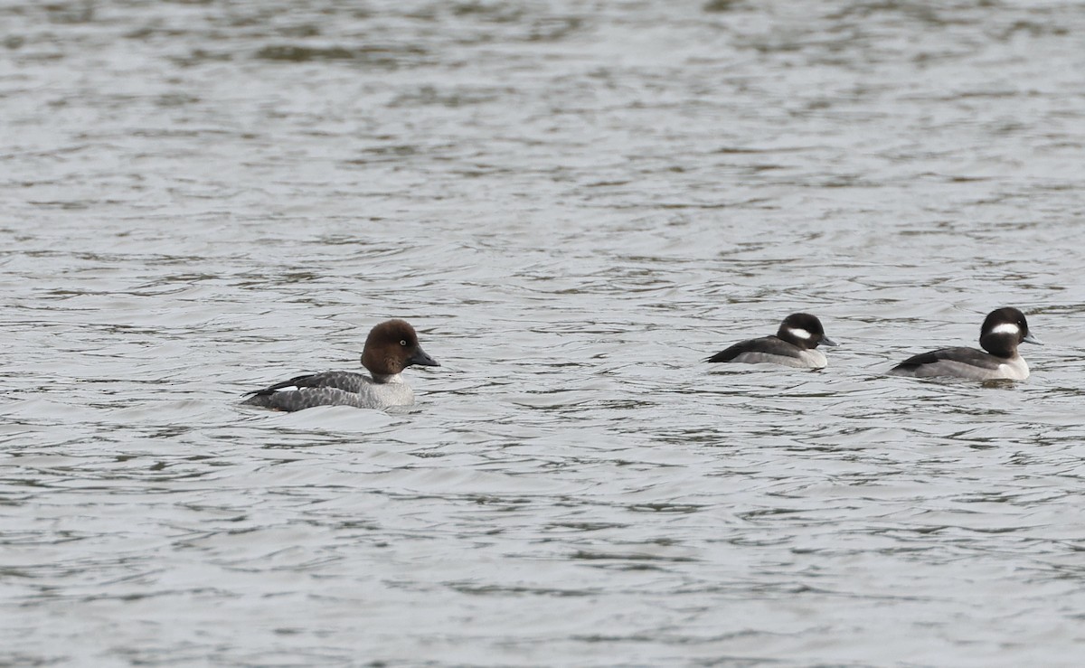 Common Goldeneye - ML615356082