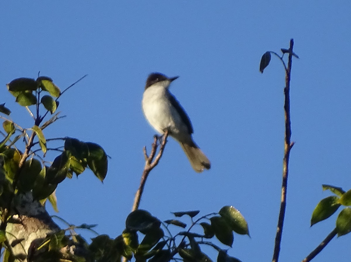 Loggerhead Kingbird (Puerto Rico) - ML615356115