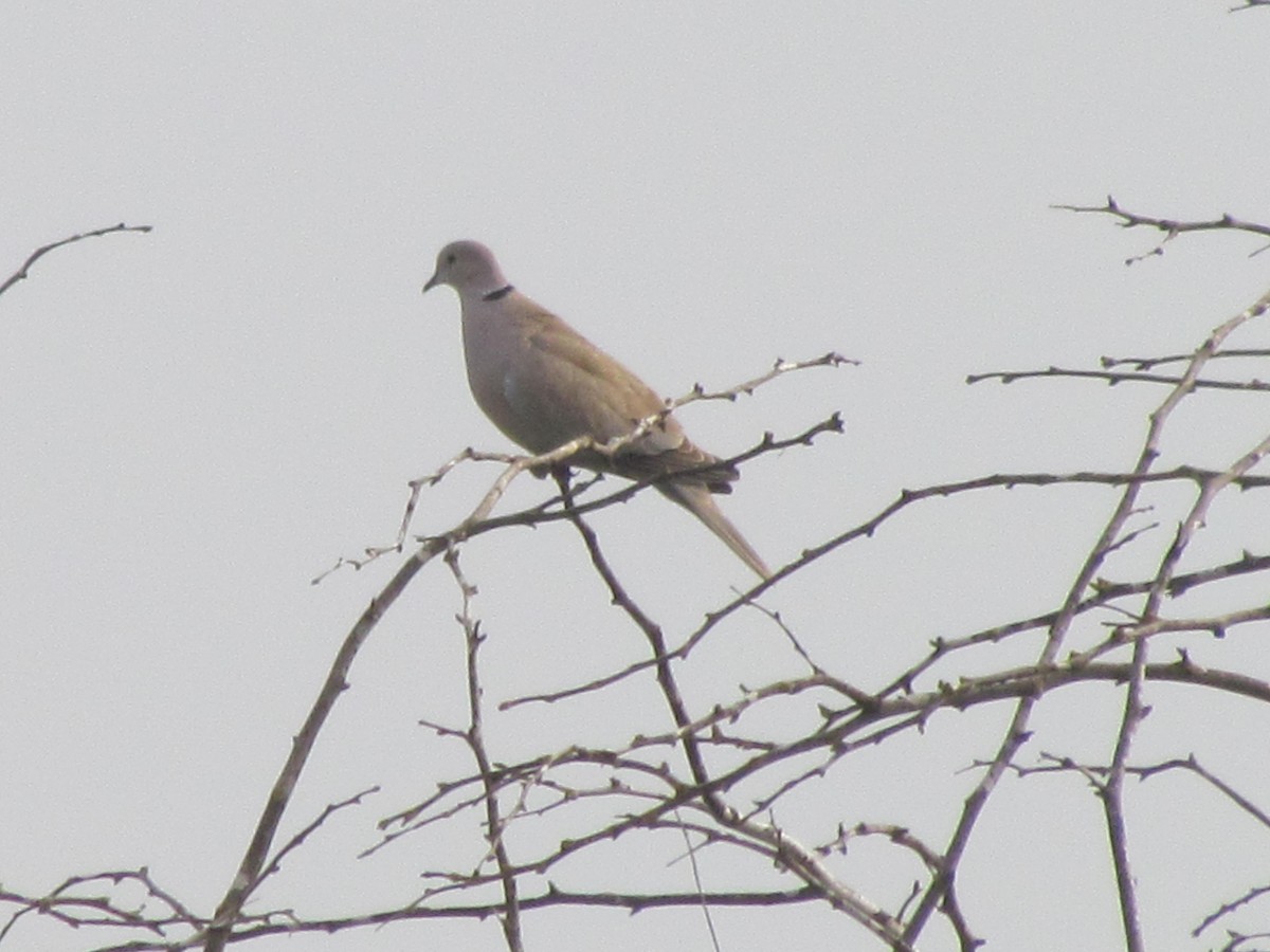 Eurasian Collared-Dove - ML615356117