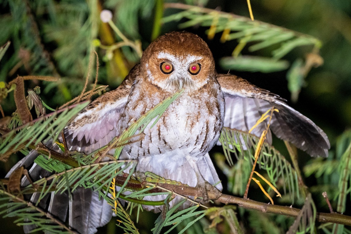 Puerto Rican Owl - Jonathan Irons