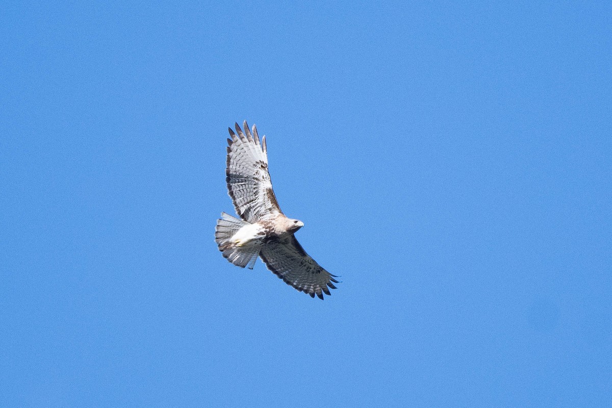 Red-tailed Hawk (jamaicensis) - ML615356184