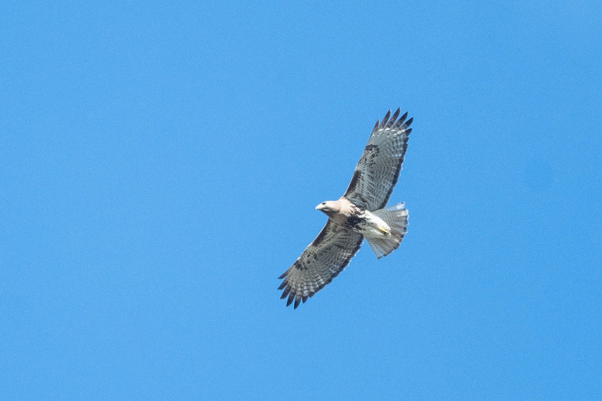 Red-tailed Hawk (jamaicensis) - ML615356185