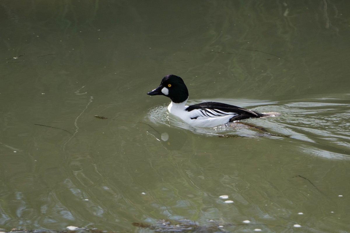 Common Goldeneye - ML615356218