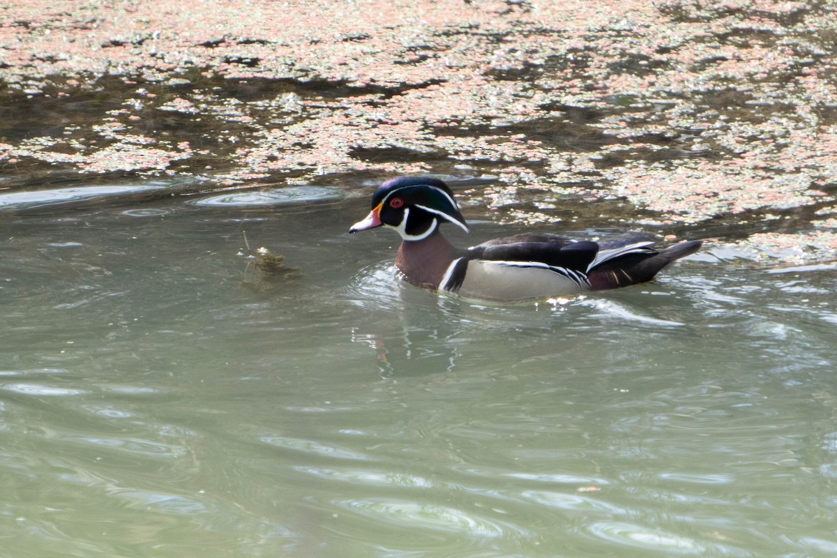 Wood Duck - ML615356240