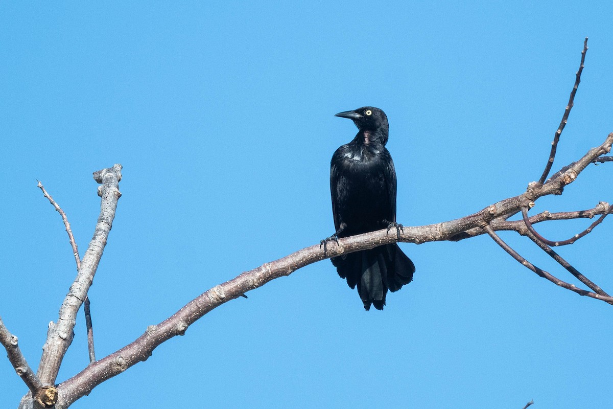 Greater Antillean Grackle - Jonathan Irons