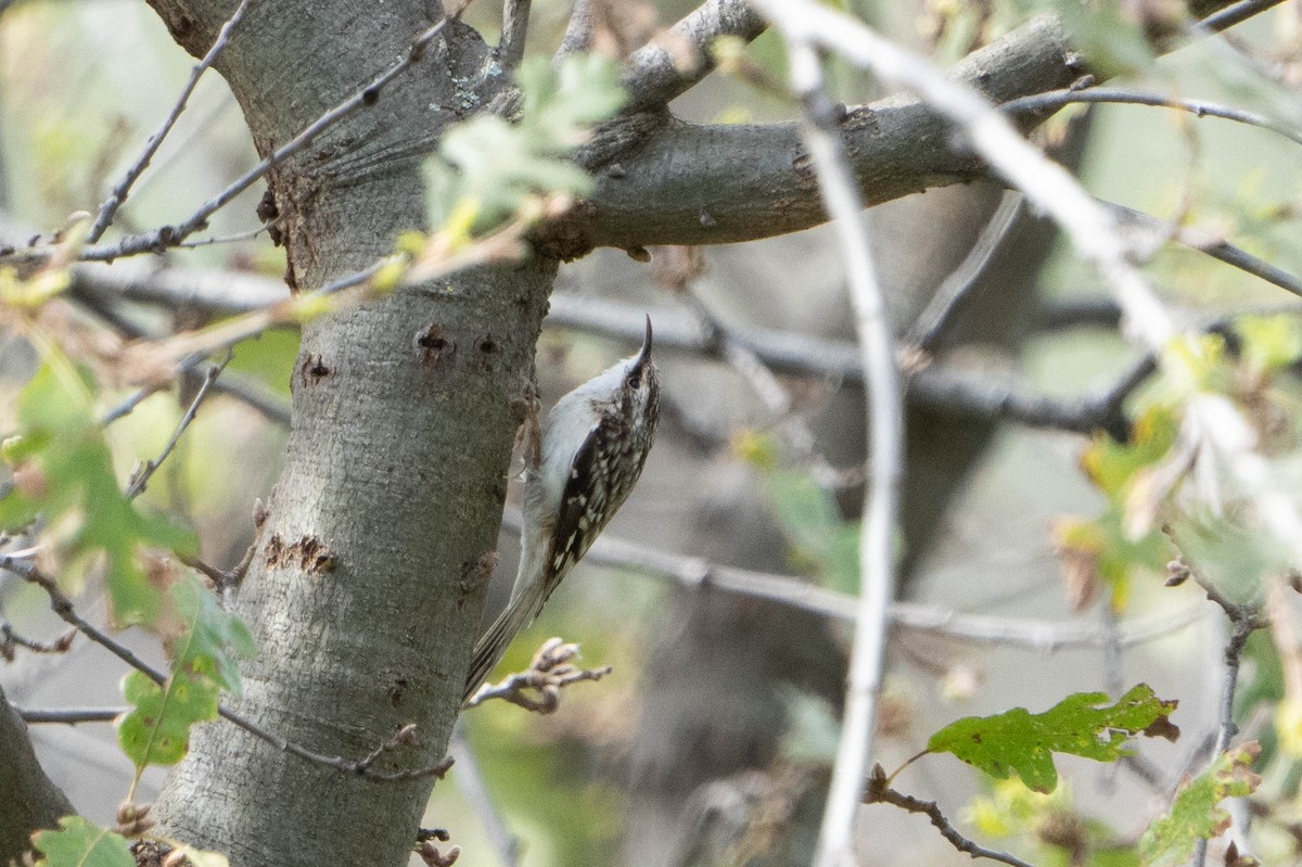 Brown Creeper - ML615356265