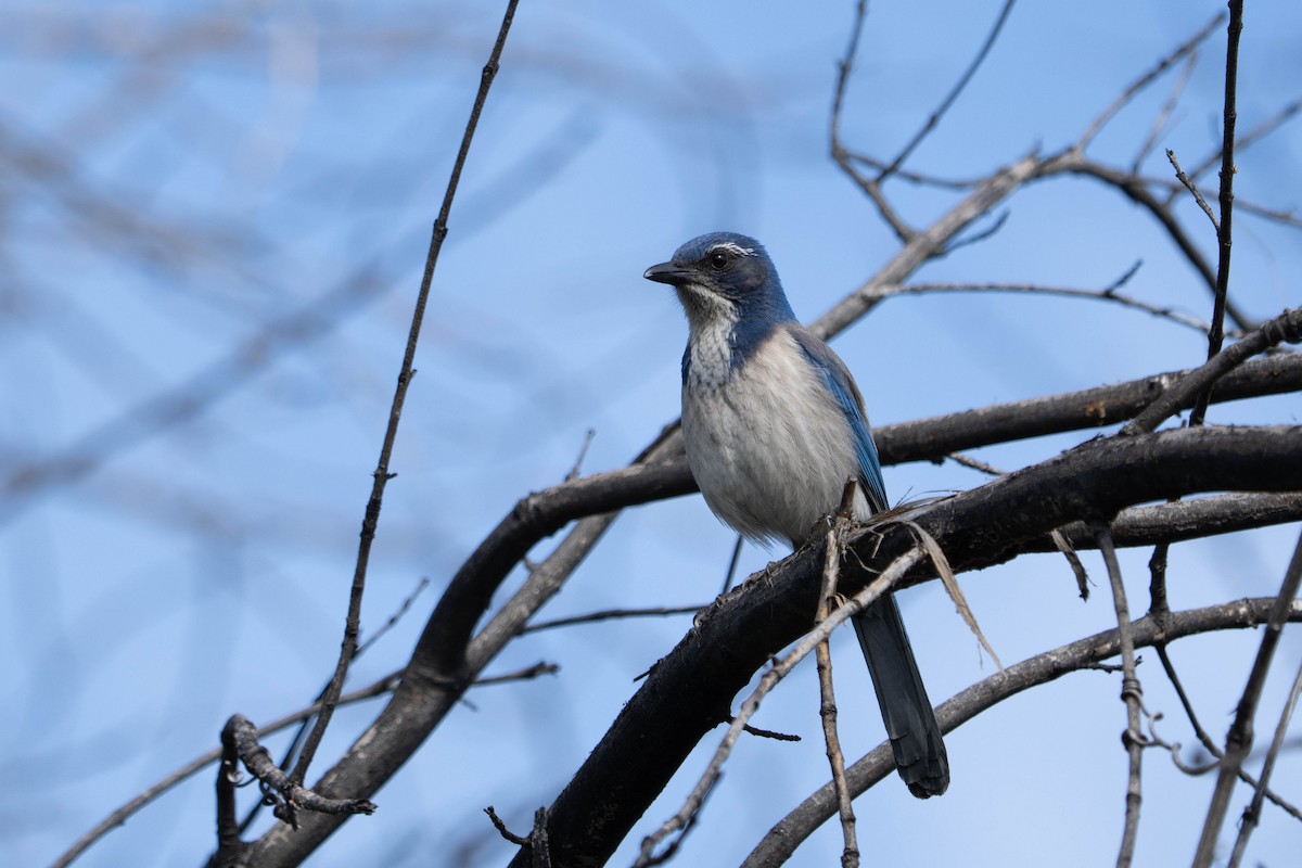 California Scrub-Jay - ML615356296