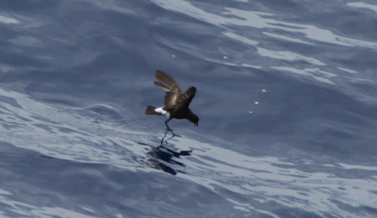 Wilson's Storm-Petrel - David Simpson