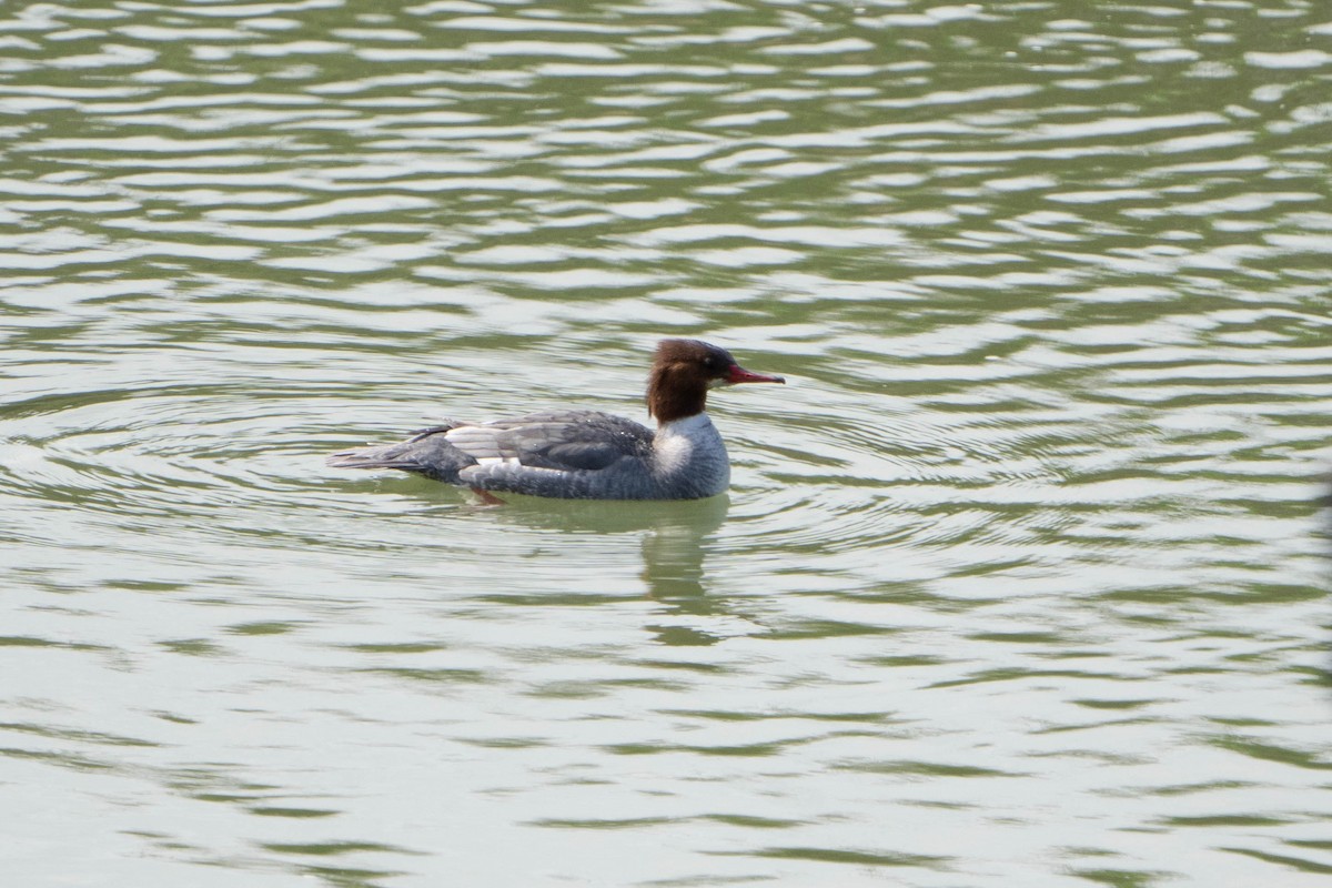 Common Merganser - ML615356328