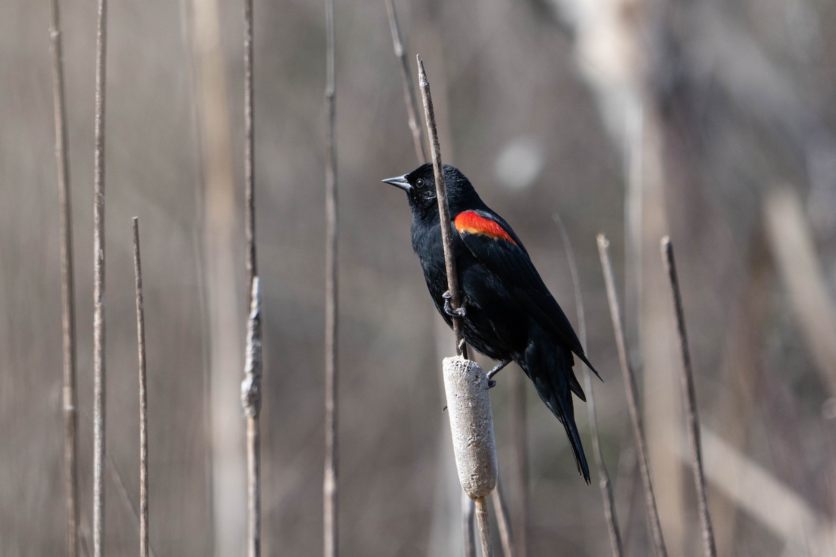 Red-winged Blackbird - Marcel Holyoak