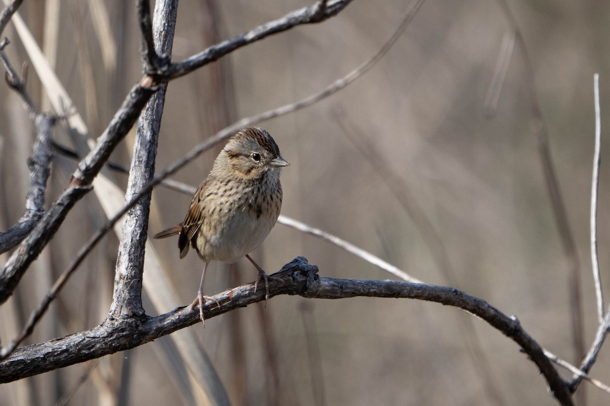 Lincoln's Sparrow - ML615356376