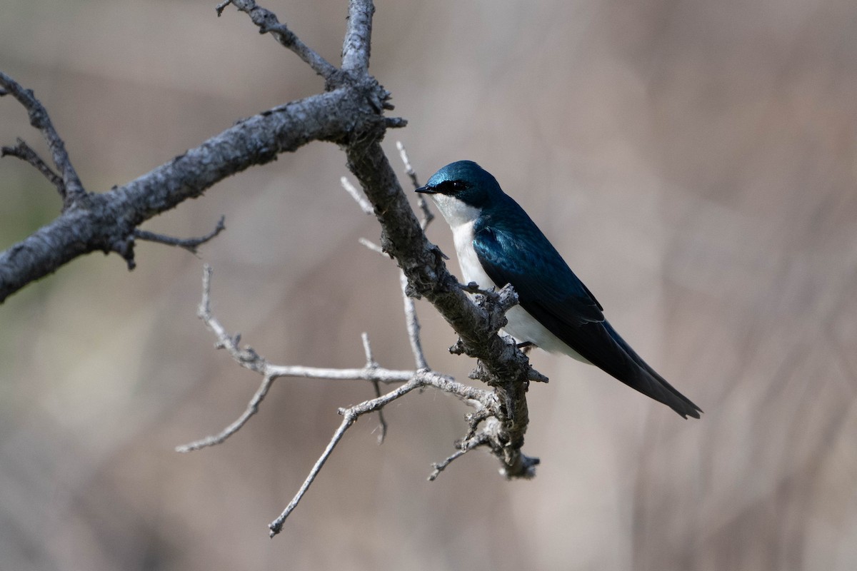 Tree Swallow - ML615356416