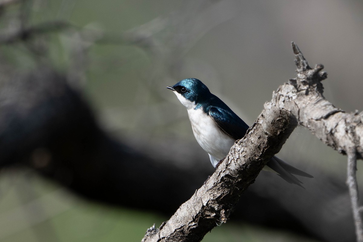 Tree Swallow - ML615356417