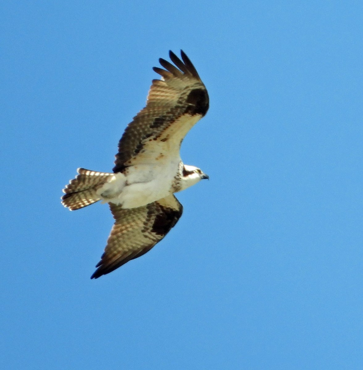 Osprey - Mark Penkower