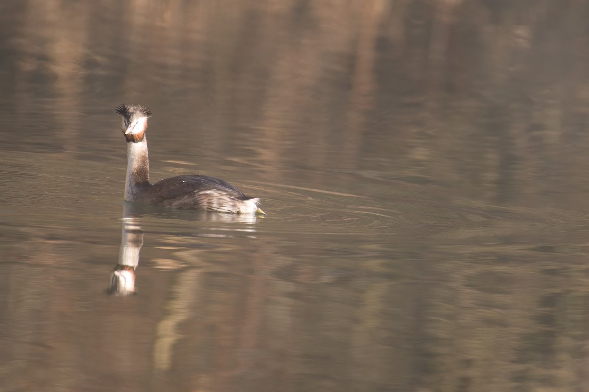 Great Crested Grebe - ML615356501