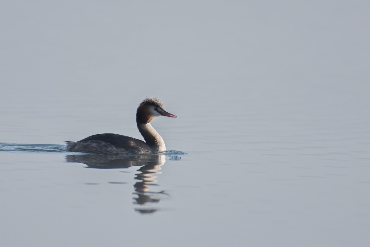 Great Crested Grebe - ML615356506