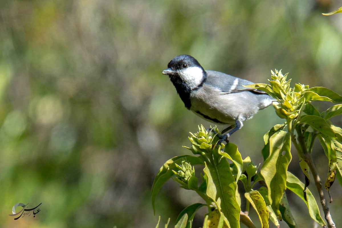 Cinereous Tit - Abbas Rizvi