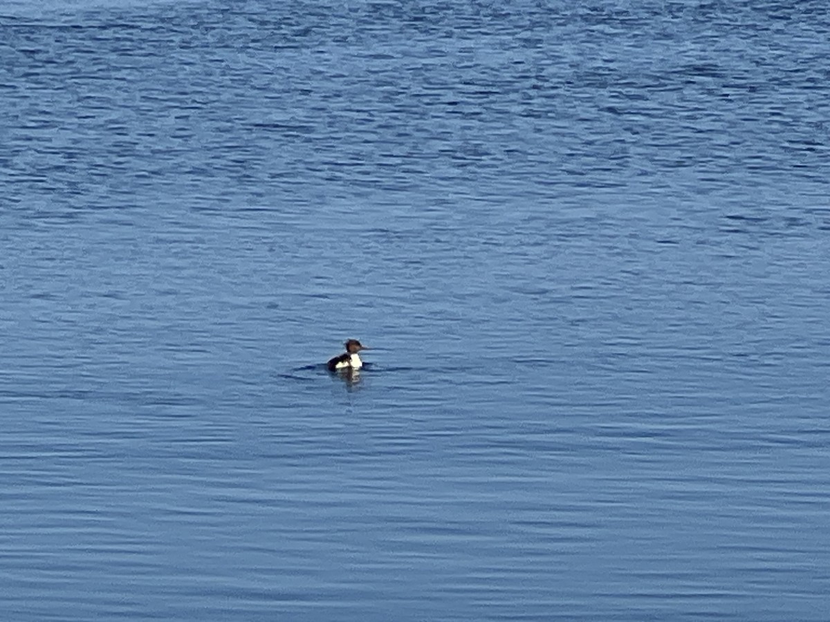 Red-breasted Merganser - ML615356607