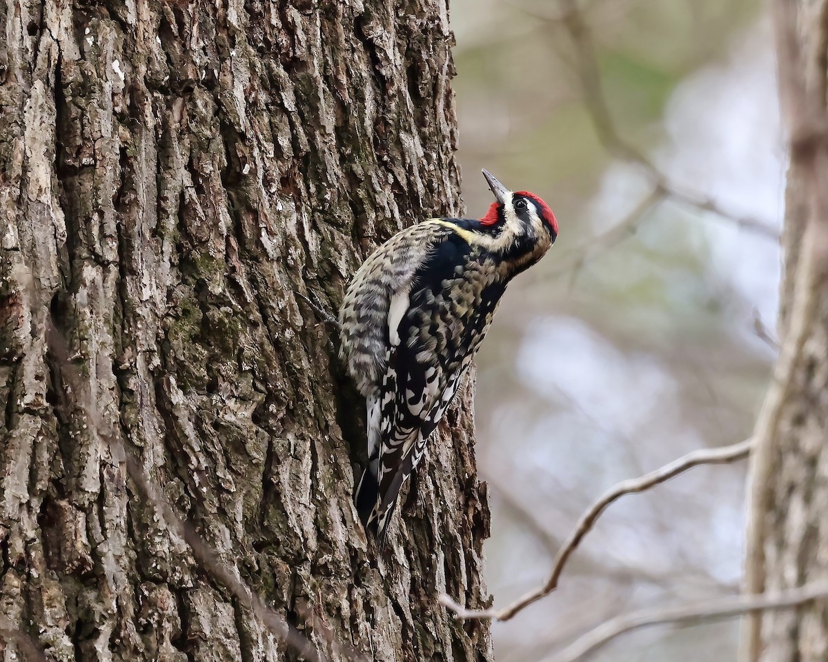 Yellow-bellied Sapsucker - ML615356631