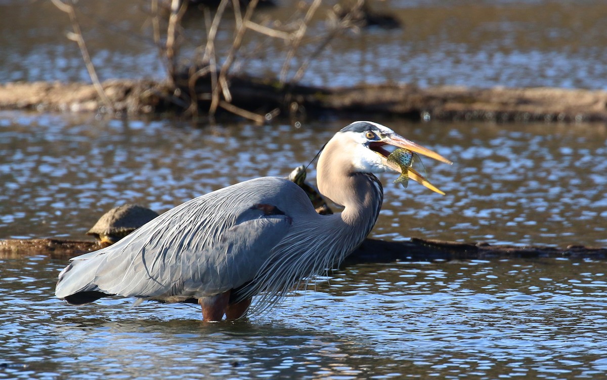 Great Blue Heron - ML615356668