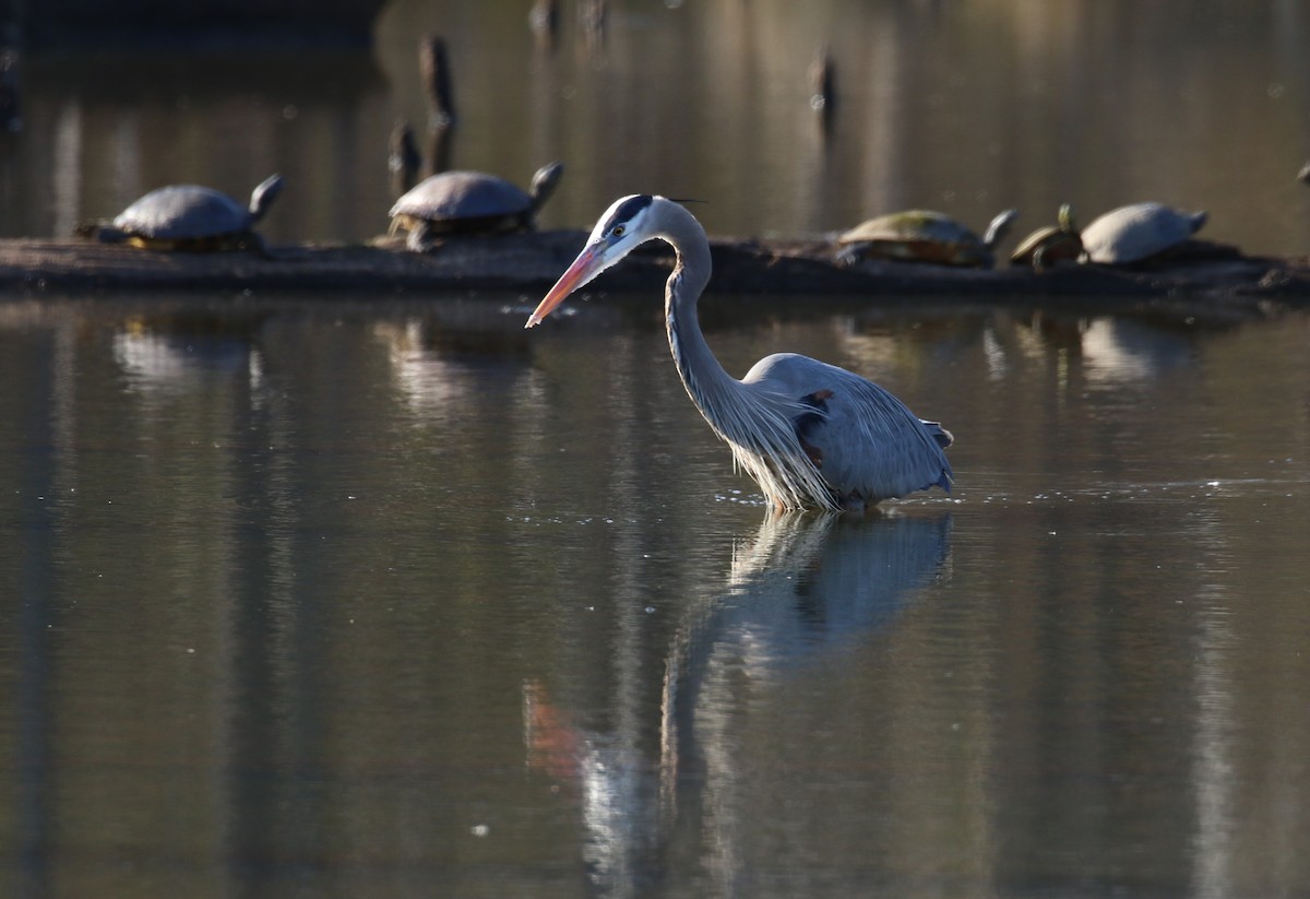 Great Blue Heron - ML615356670