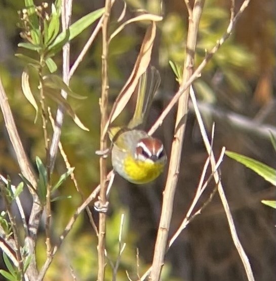 Rufous-capped Warbler - ML615356782