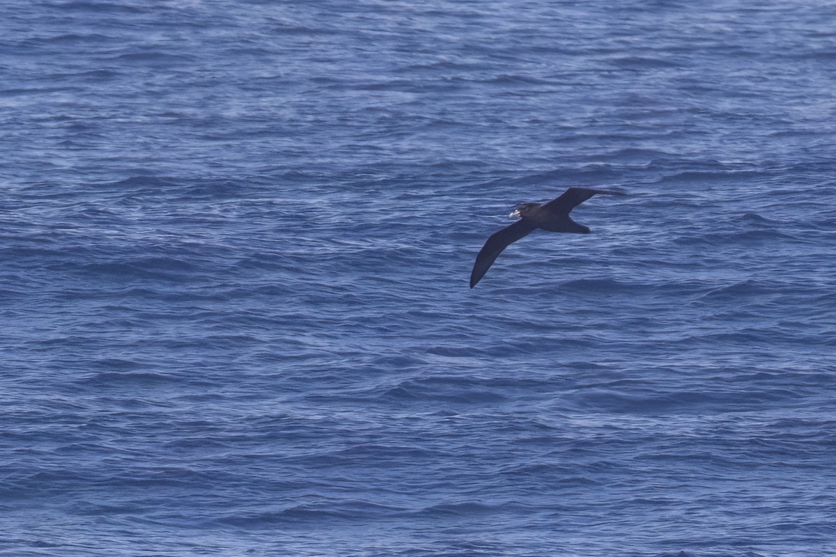 White-chinned Petrel - ML615356787