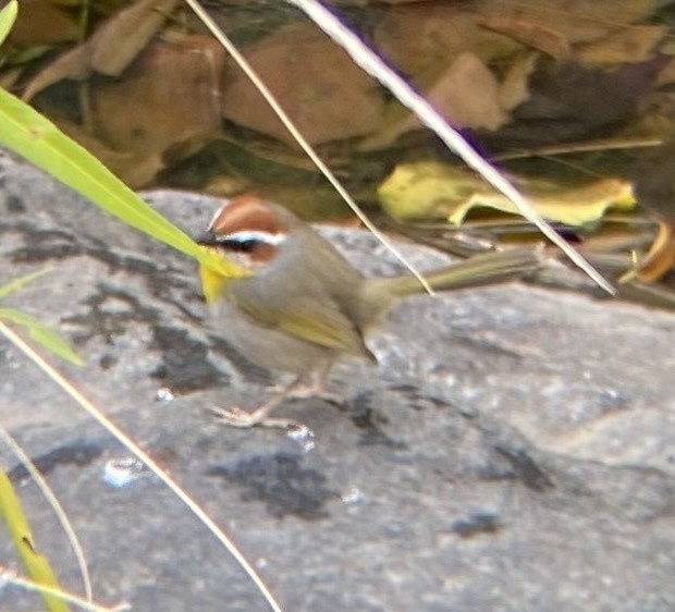Rufous-capped Warbler - ML615356790