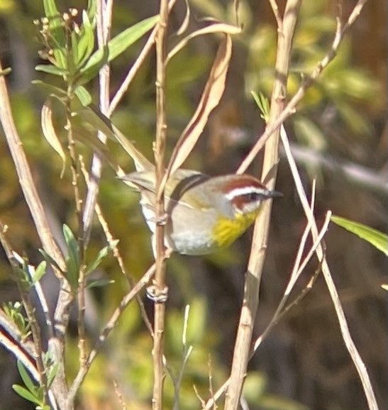 Rufous-capped Warbler - ML615356803