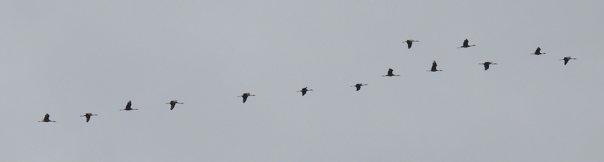 Sandhill Crane - ML615356826