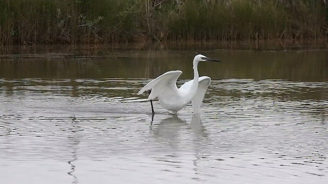 Reddish Egret - ML615356828