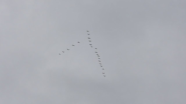 Sandhill Crane - ML615356834