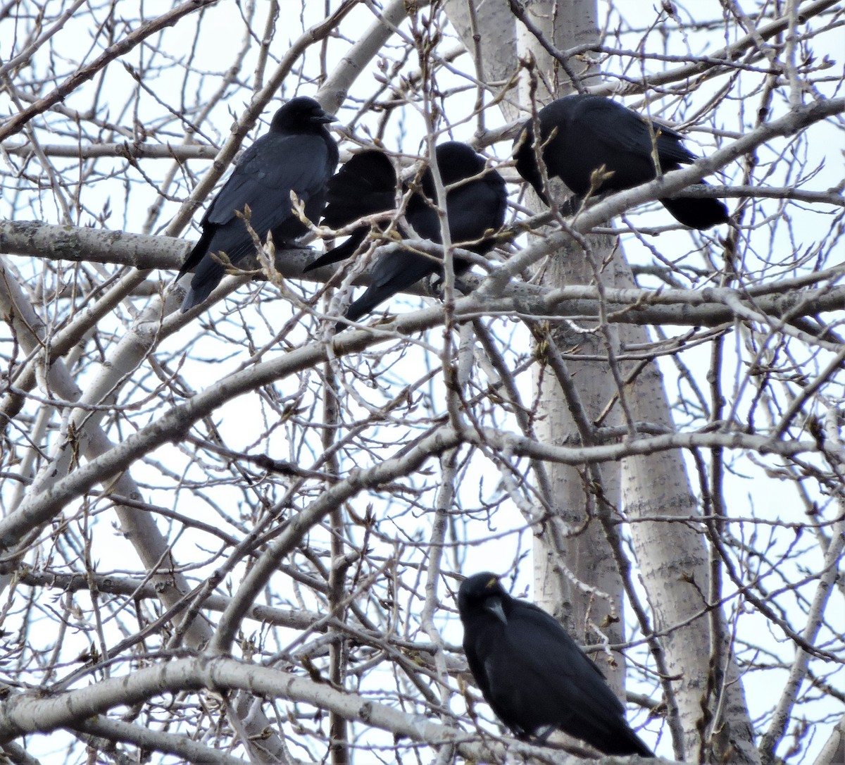 American Crow - ML615356836