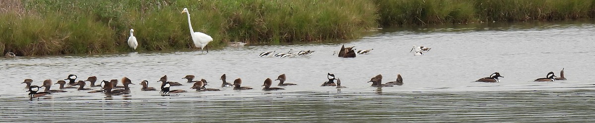 Hooded Merganser - Shelia Hargis