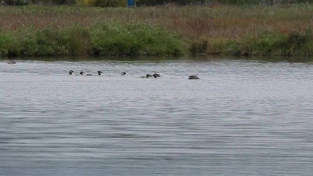 Hooded Merganser - ML615356876