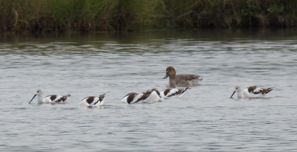 American Avocet - ML615356883