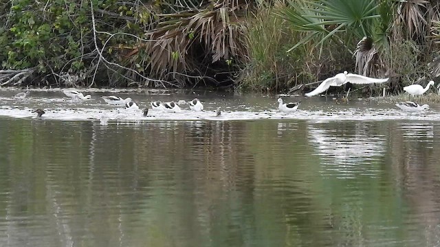 American Avocet - ML615356891