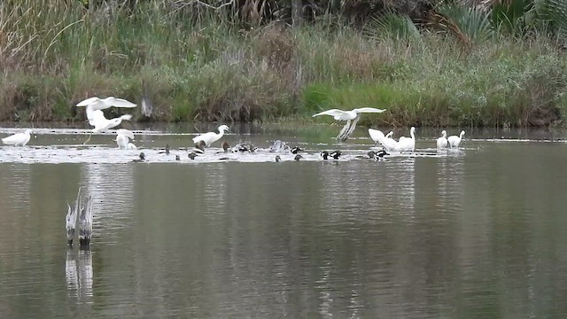 Snowy Egret - ML615356902