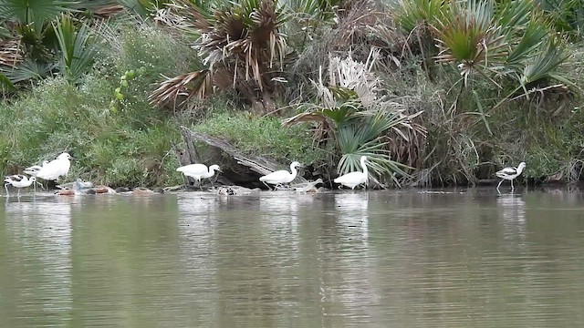 Greater Yellowlegs - ML615356912