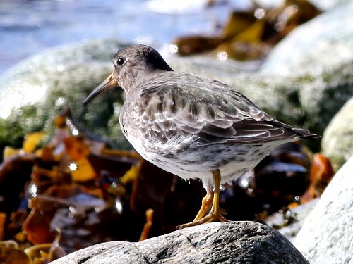 Purple Sandpiper - David Cooper