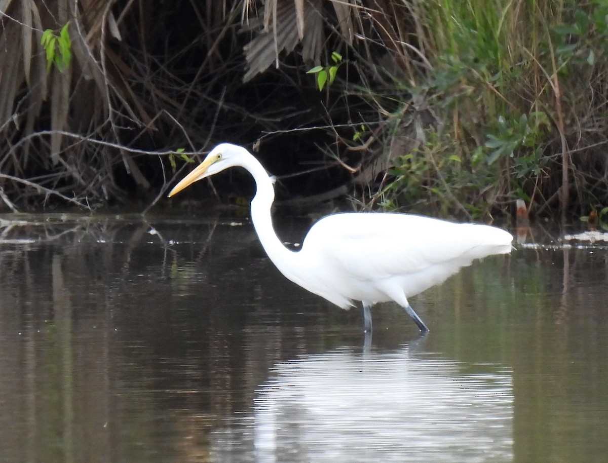 Grande Aigrette (egretta) - ML615356927