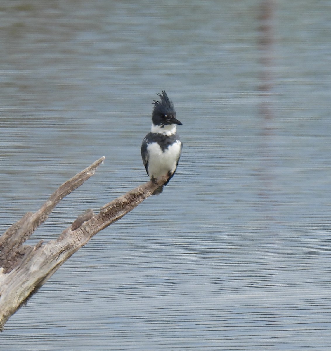 Belted Kingfisher - ML615356935