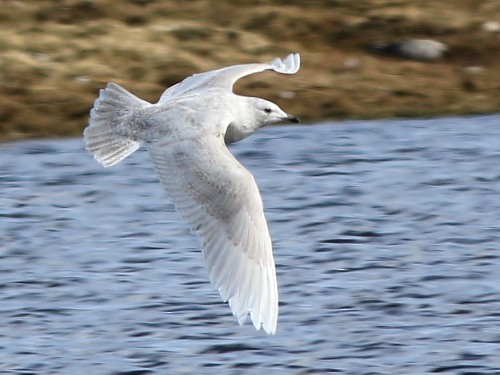 Iceland Gull (glaucoides) - David Cooper