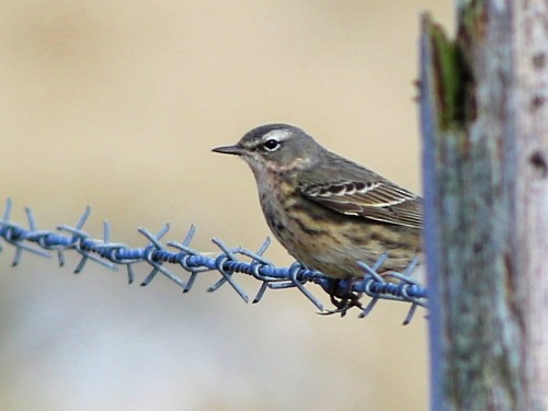 Rock Pipit (Eastern) - ML615356944