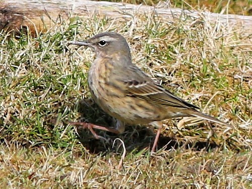 Rock Pipit (Eastern) - David Cooper